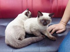 -瑞派天宁宠物医院·猫科·异宠中心
