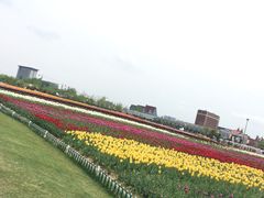 -荷兰花海