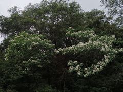 -火炉山森林公园