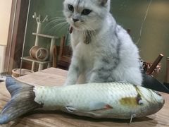 -李小姐の猫咖啡馆(五角场店)