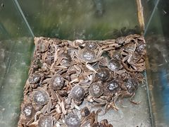 -九寸花汀海鲜烤肉自助(中东迪克店)