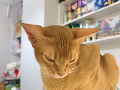 -琪喵猫屋·撸猫猫咖·猫舍