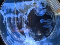-鹿儿岛水族馆