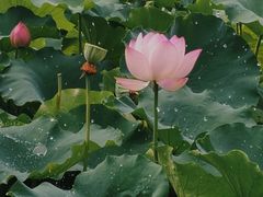 -桂湖森林公园