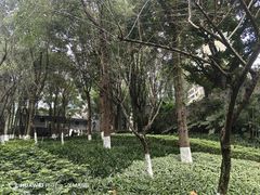 -重庆市江北嘴中央商务区中央公园