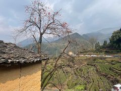 -杨家堂村