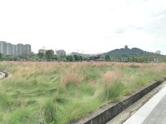 -王借岗森林公园