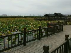-天津东丽湖风景区