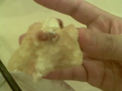 蛋挞-福满园大酒楼(梅林店)