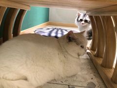 -飞行喵MR PILOT|猫舍·猫咖(静安大融城店)