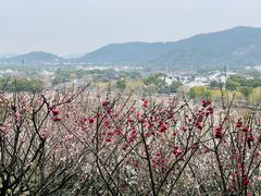 -香雪海