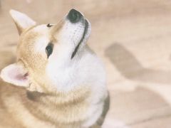 -CHEZ JASMINE 茉莉的氧气厨房