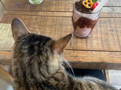-海边的猫和咖啡馆
