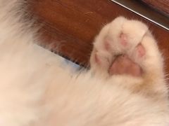 -猫爷宠物生活馆·撸猫馆