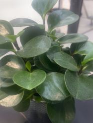 -木北造型