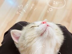 -momokira米努特·德文卷毛猫·棉花面纱犬