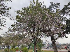 -洲头咀公园