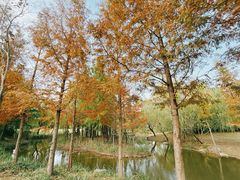 -上海长兴岛郊野公园