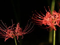 -白塘生态植物园