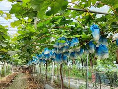 -马陆小张葡萄园农家乐