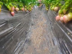 -大自然农场蔬菜草莓采摘园