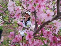 -天适樱花悠乐园
