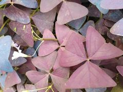 -石家庄市植物园