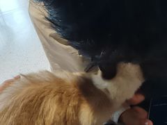 -飞行喵MR PILOT|猫舍·猫咖(静安大融城店)