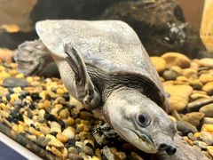-上海大自然野生昆虫馆(东方明珠·爬宠昆虫探索中心)