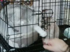 -1013 PET SHOP 宠物商店(近铁城市广场店)