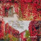 京郊团建｜2h即可到达的最美红叶秋景·古北水镇