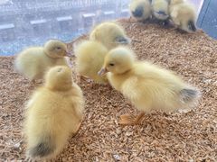 -怪兽屋·羊驼·猫咖·狗咖(俊华广场店)