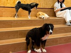 -和它·交个朋友·狗咖猫咖(爱琴海店)