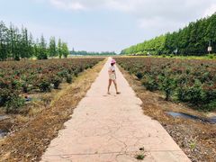 -上海长兴岛郊野公园