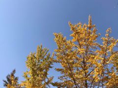 -西北大学(桃园校区)