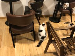 -Cappucimeow猫咪咖啡馆(韦伯时代店)