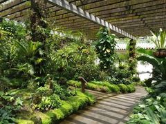 -深圳仙湖植物园