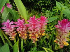 -广西壮族自治区药用植物园