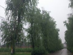 -活死人墓