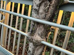 -福道
