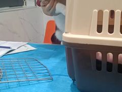 -伟伟宠物医院·CT影像中心·瑞派犬猫综合性门诊(汉口总院)