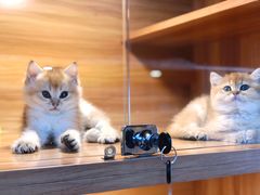 -猫十亿·布偶金渐层·曼基康矮脚猫舍(青年路店)