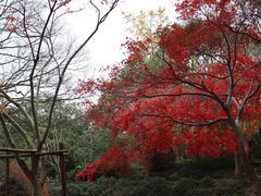 -秋霞圃