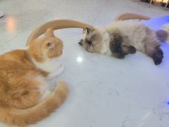 -喵园·猫主题咖啡厅·撸猫·猫咖(国贸店)