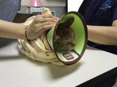 -谐和益家动物医院·免疫绝育·血液透析·宠保定点医院(高新伊藤分院)