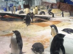 -海合安武汉极地海洋公园