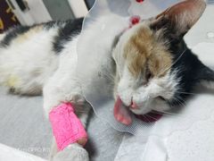 -美联众合宠物医院·爱萌分院·内外科·猫科中心