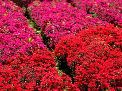 -中国香山·寿香谷