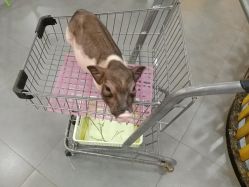 -Moni星球萌宠·小马宝莉·灵蛇·高端高阶全萌宠互动体验俱乐部(红豆国际广场店)