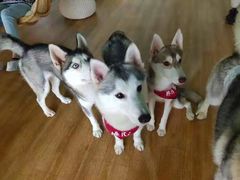 -Husky Go! 哈士奇体验馆·宠物咖啡厅狗咖